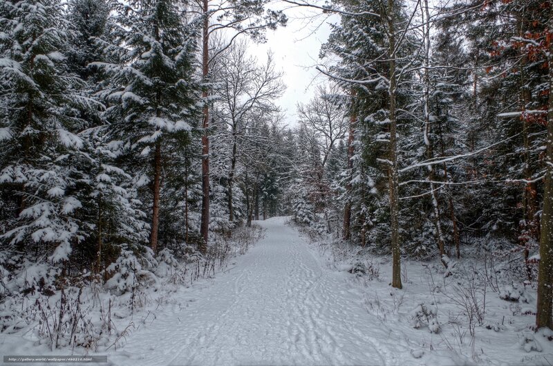 Snowy forest path