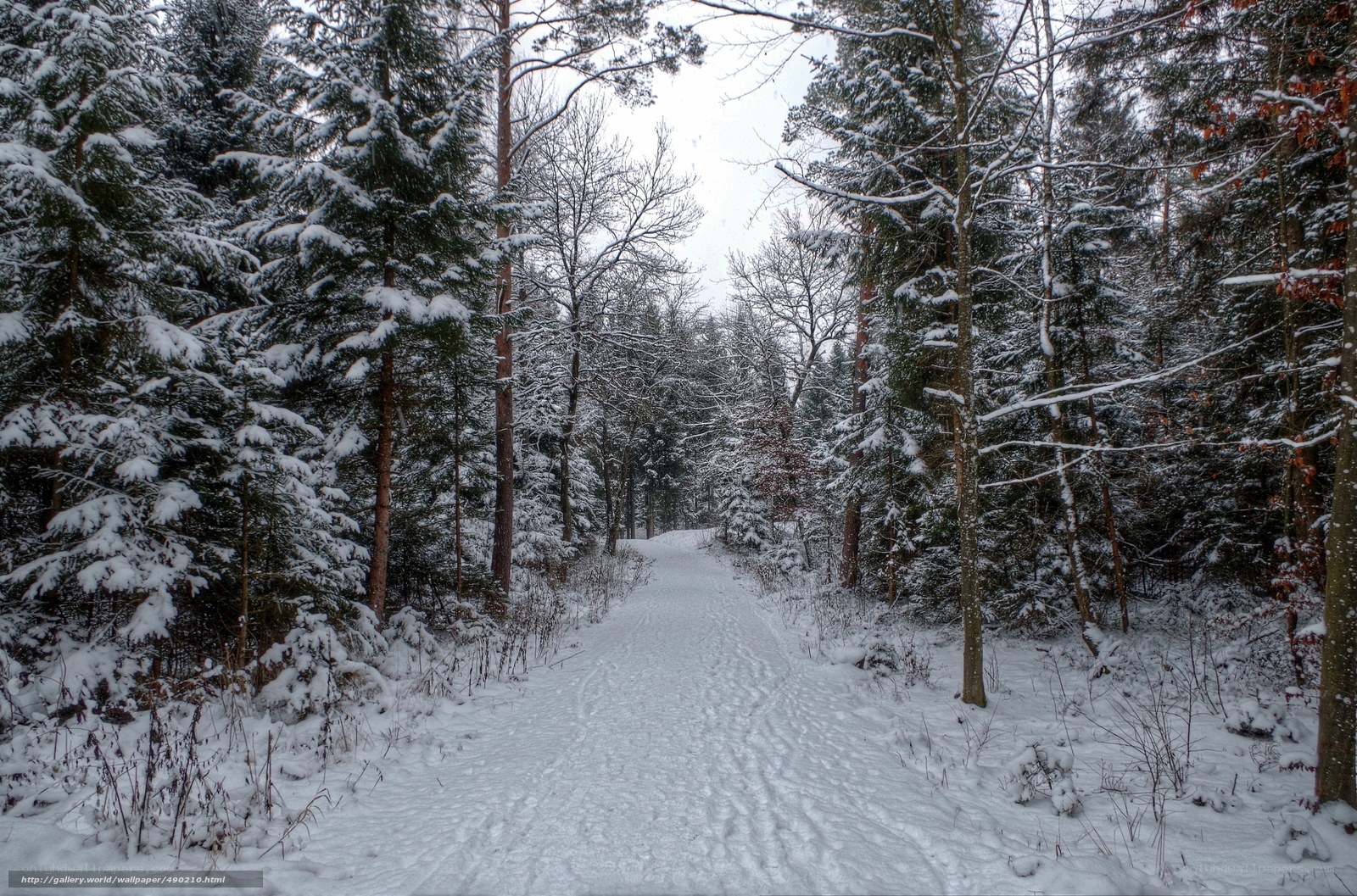 Snowy forest path