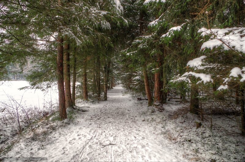 Snowy forest path