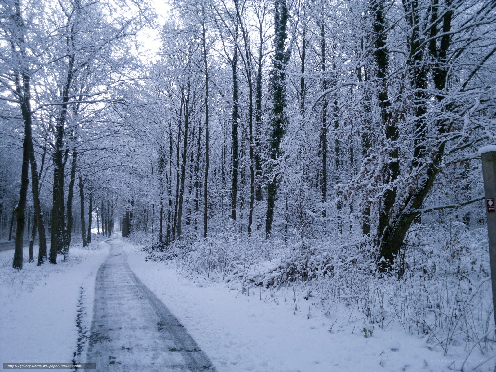 Snowy forest path