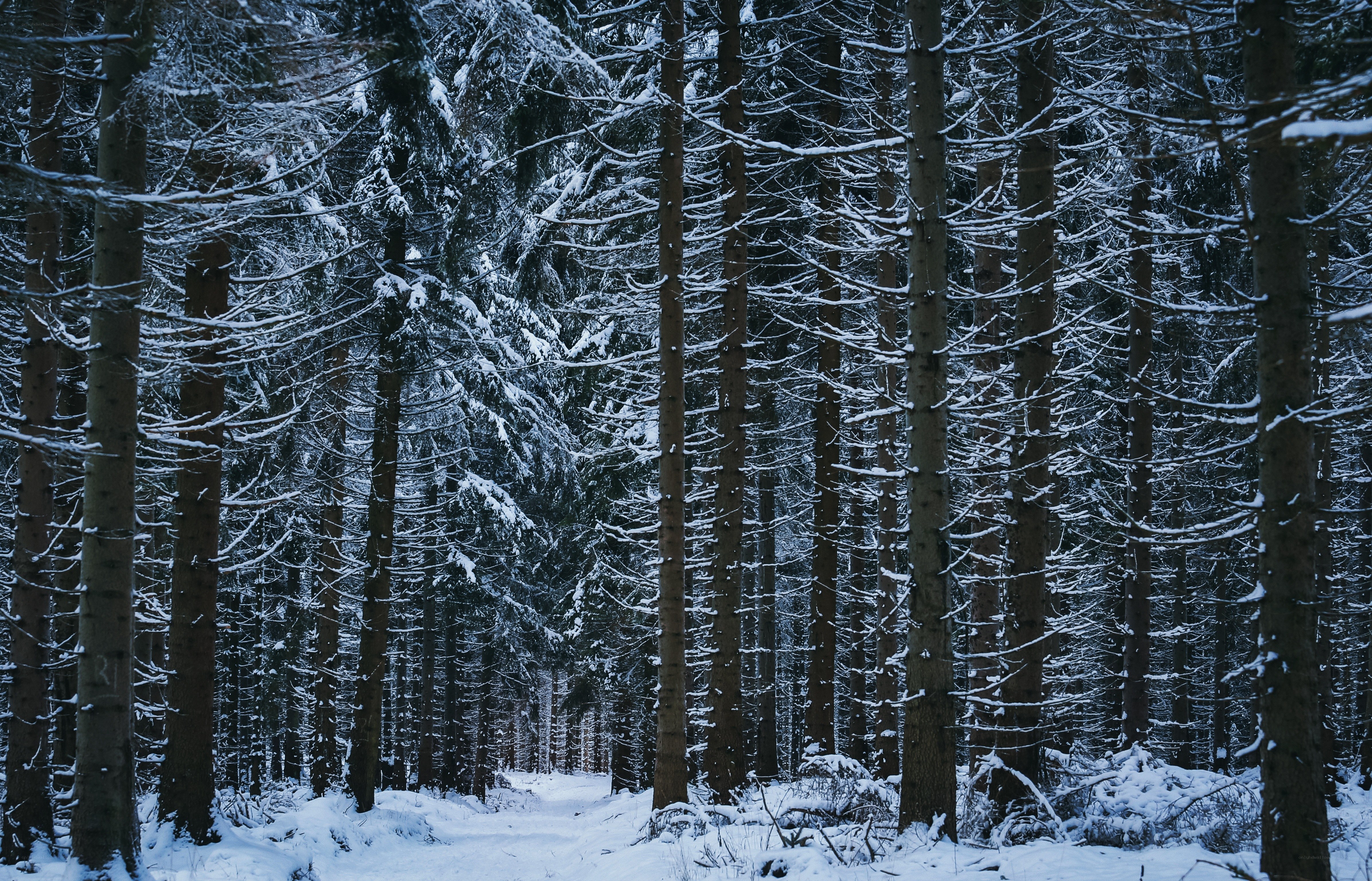 Snowy forest path