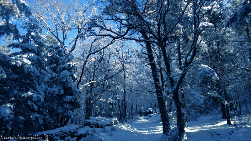 Snowy forest path