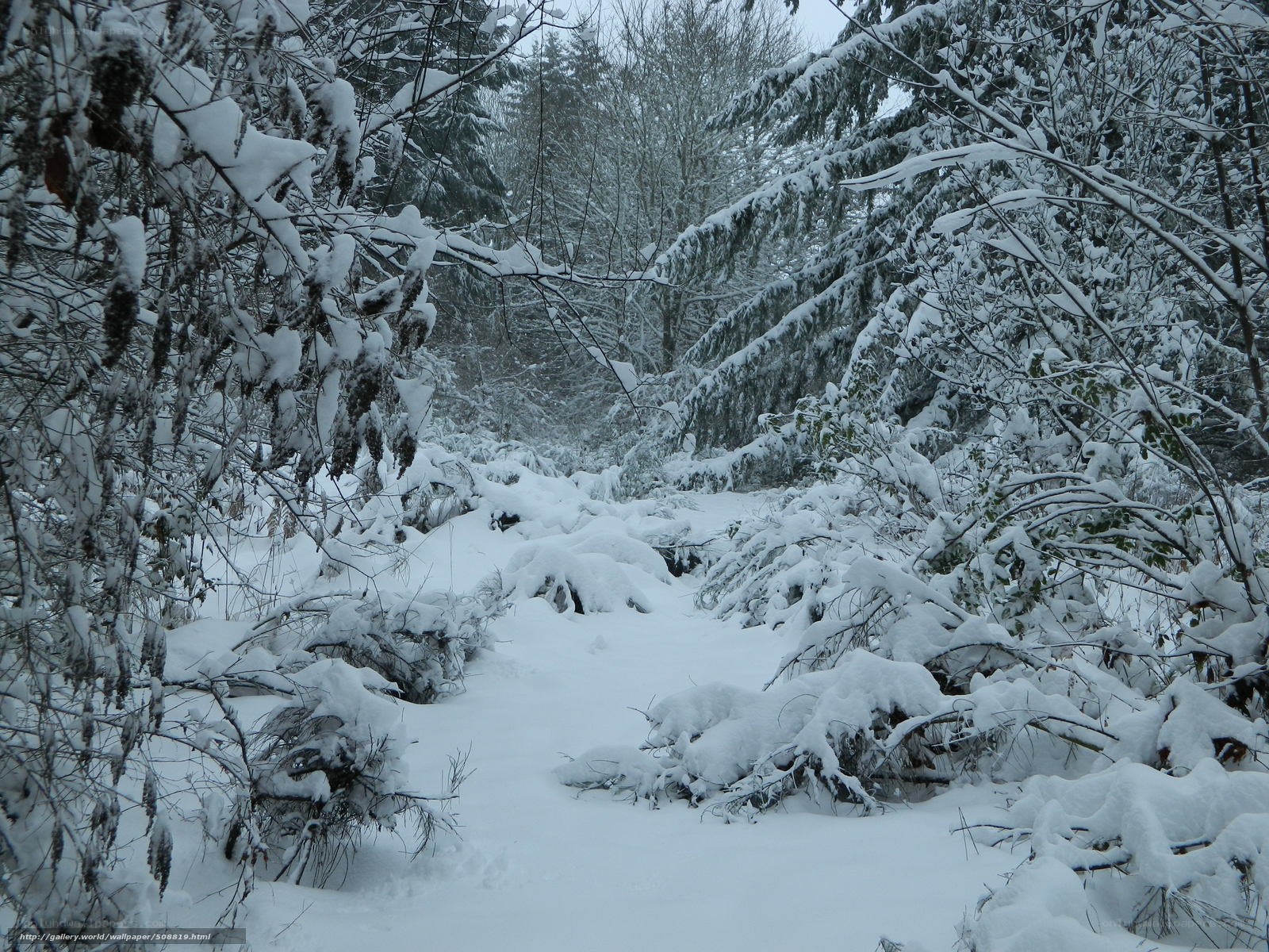 Snowy forest path