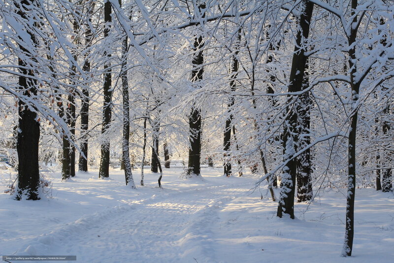 Snowy forest path