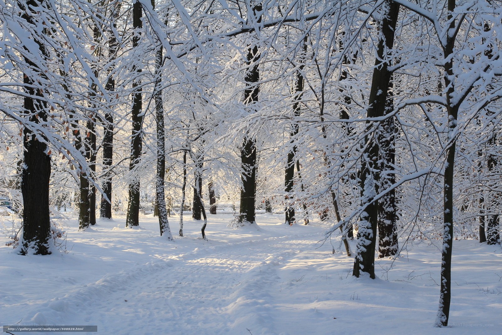 Snowy forest path