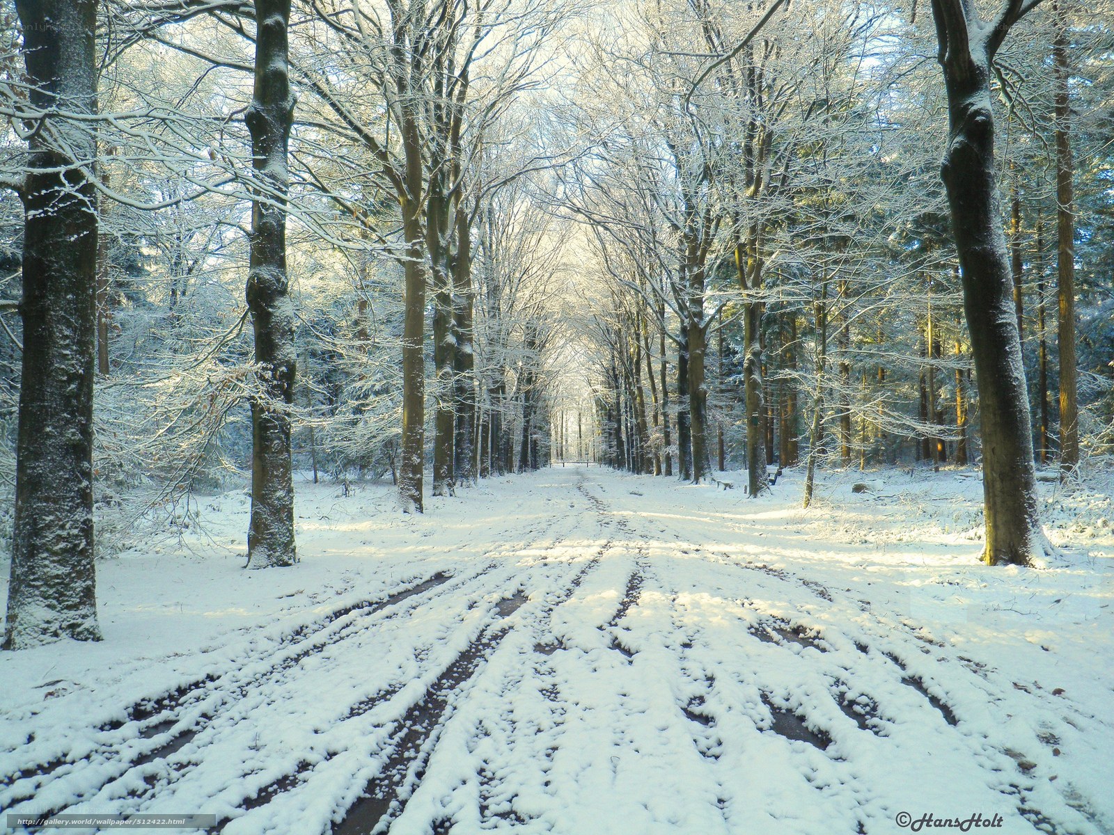 Snowy forest path