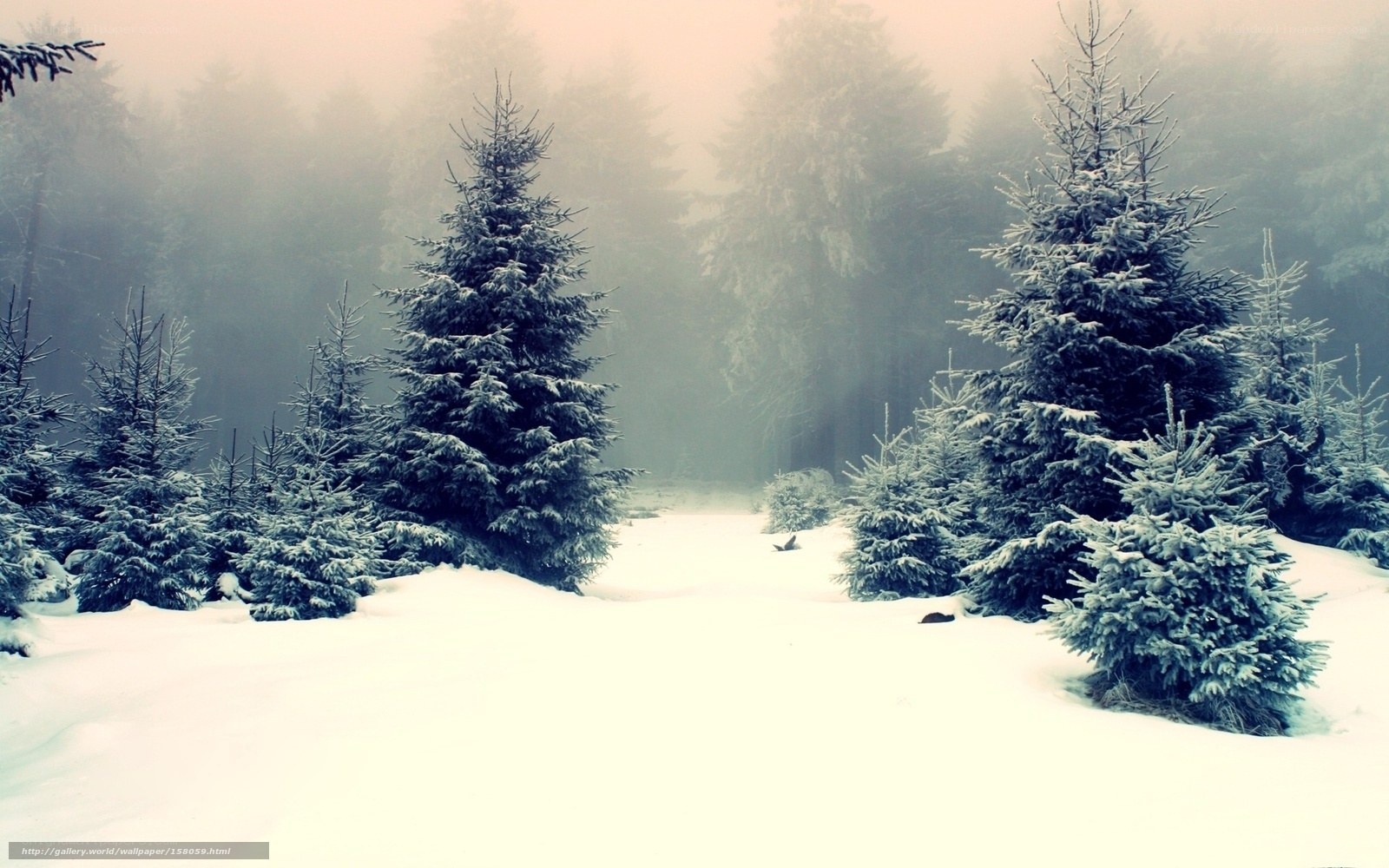 Snowy forest path