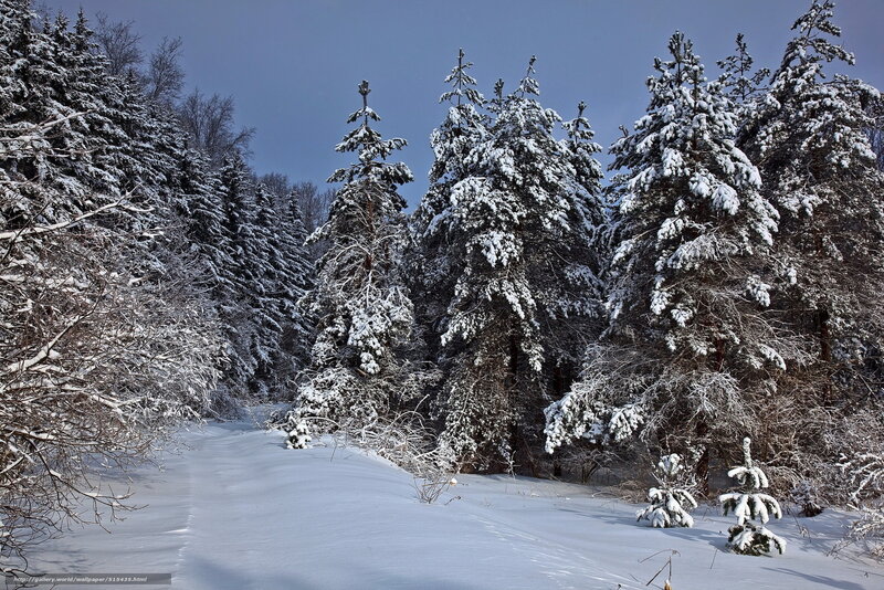 Snowy forest path
