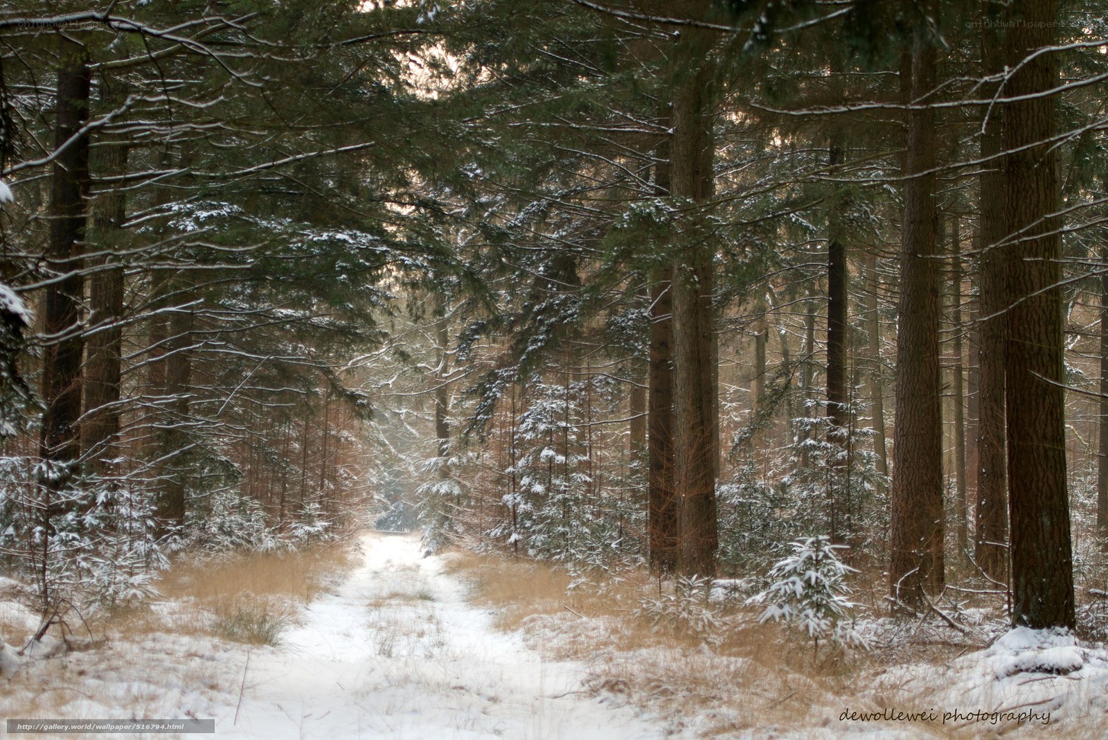 Snowy forest path