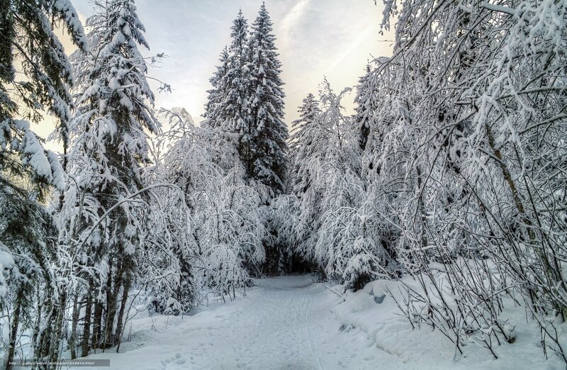 Snowy forest path