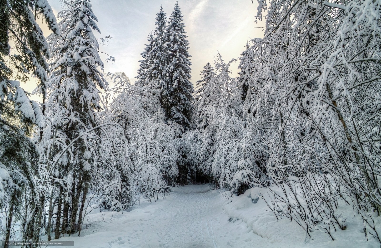 Snowy forest path