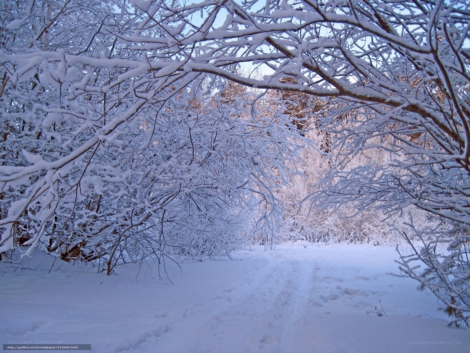 snowy forest path