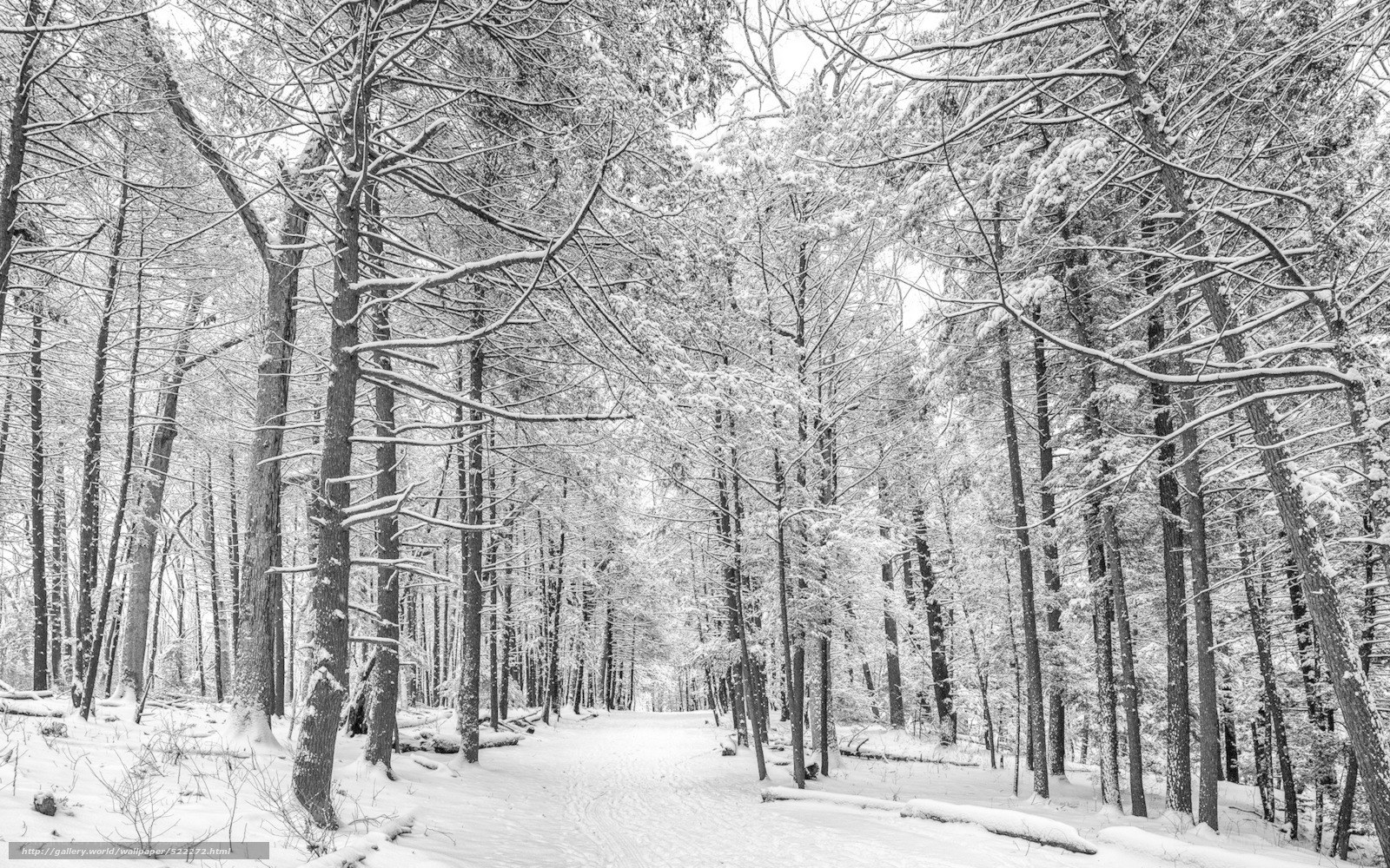 Snowy forest path