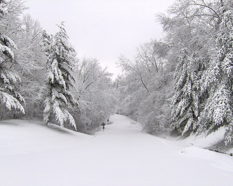 Snowy forest path