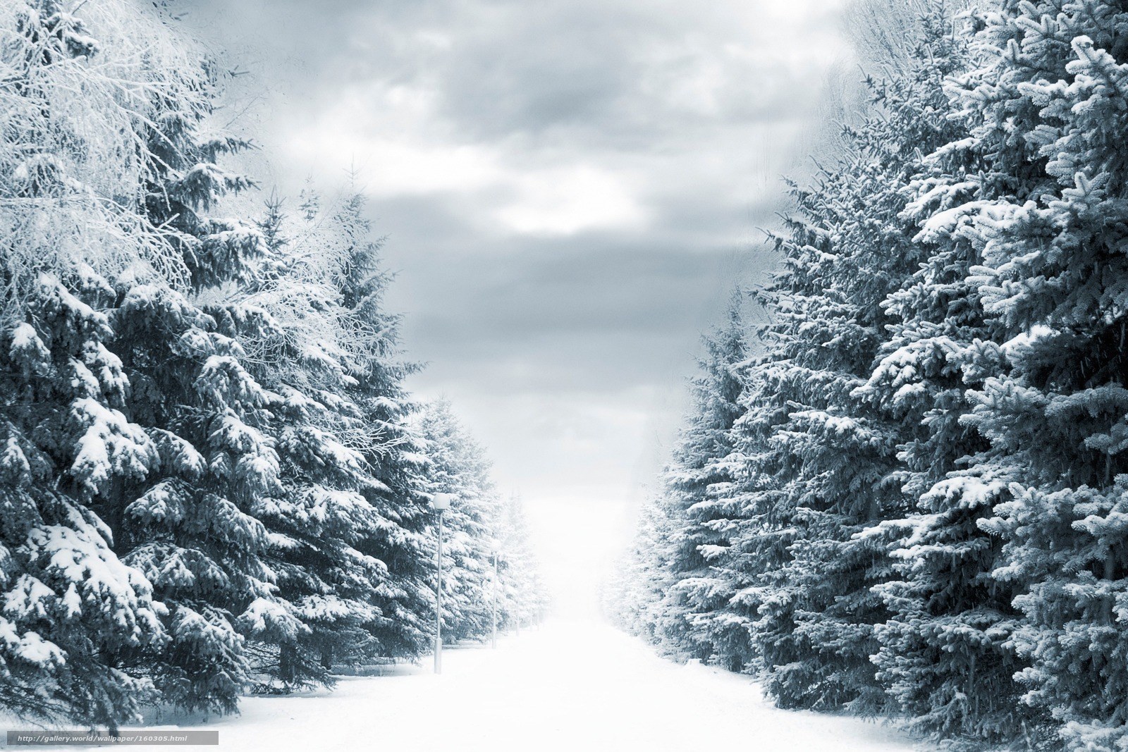 Snowy forest path