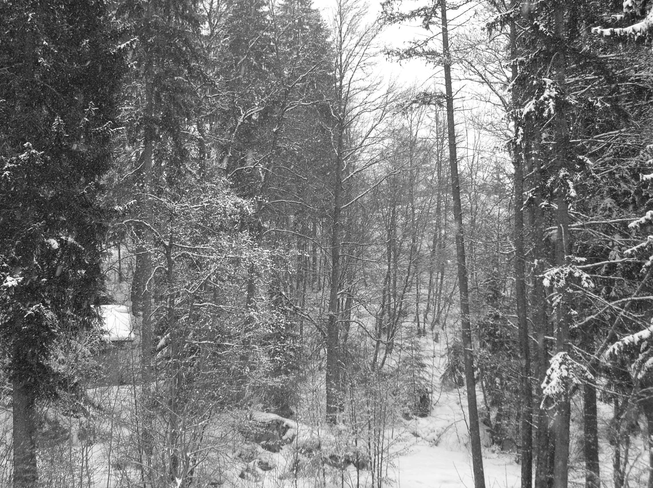 Snowy forest path
