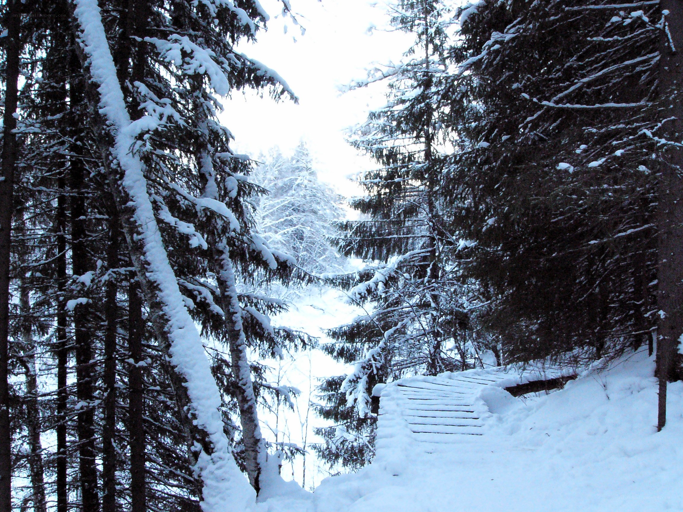 Snowy forest path