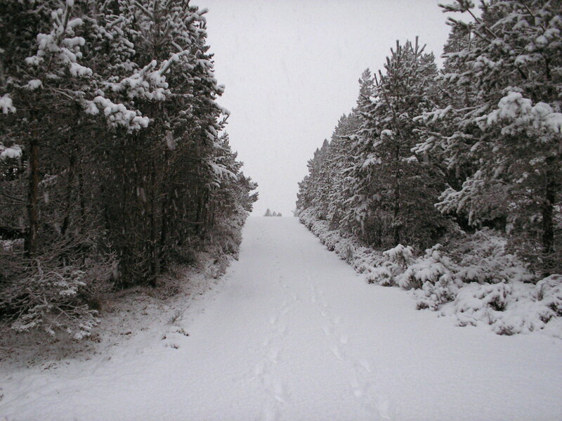 Snowy forest path