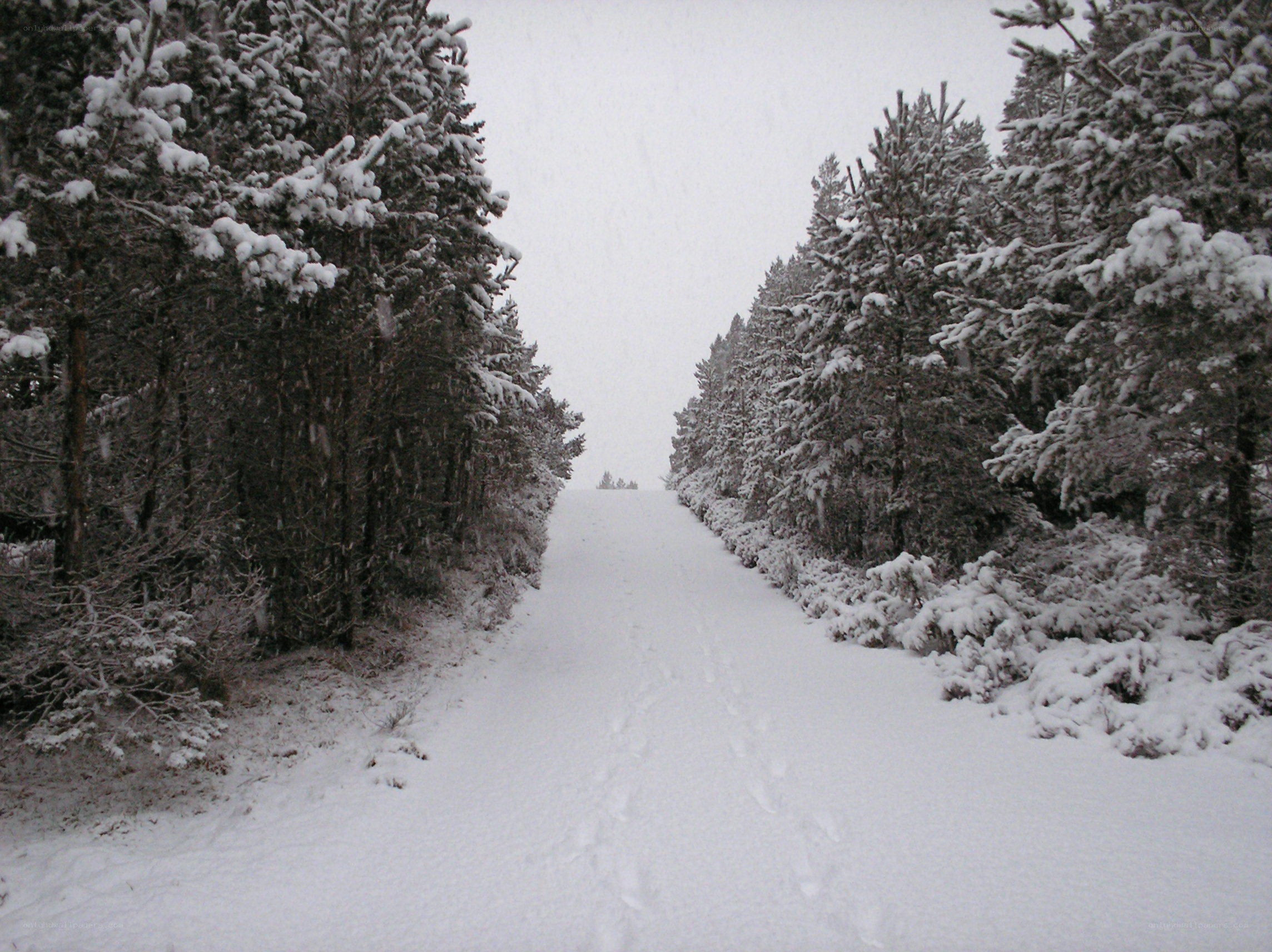 Snowy forest path