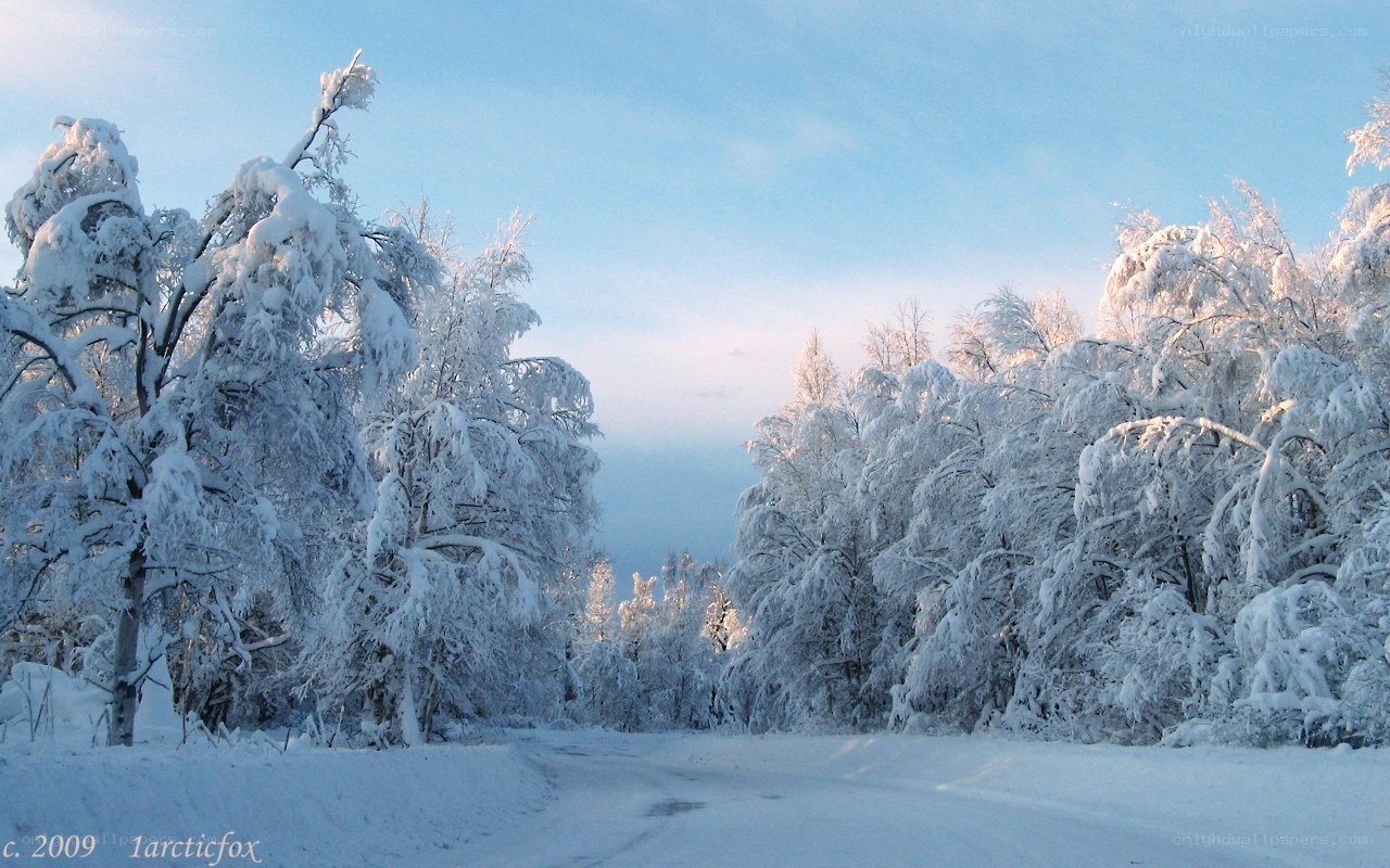 Snowy forest path