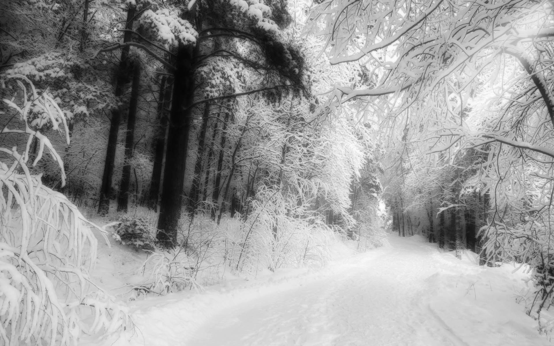 snowy forest path