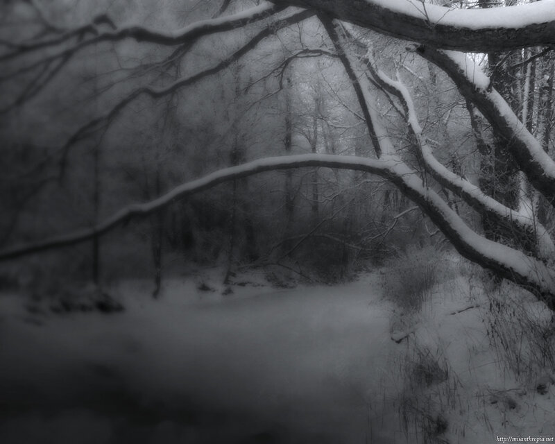 Snowy forest path