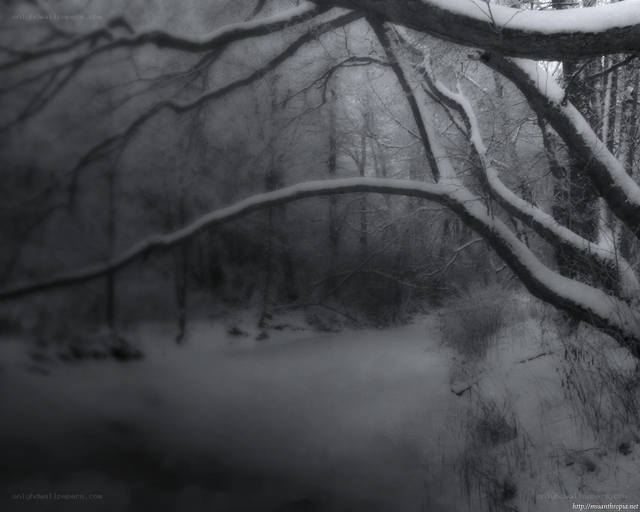 Snowy forest path