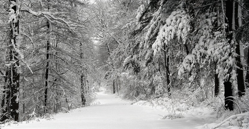 Snowy forest path