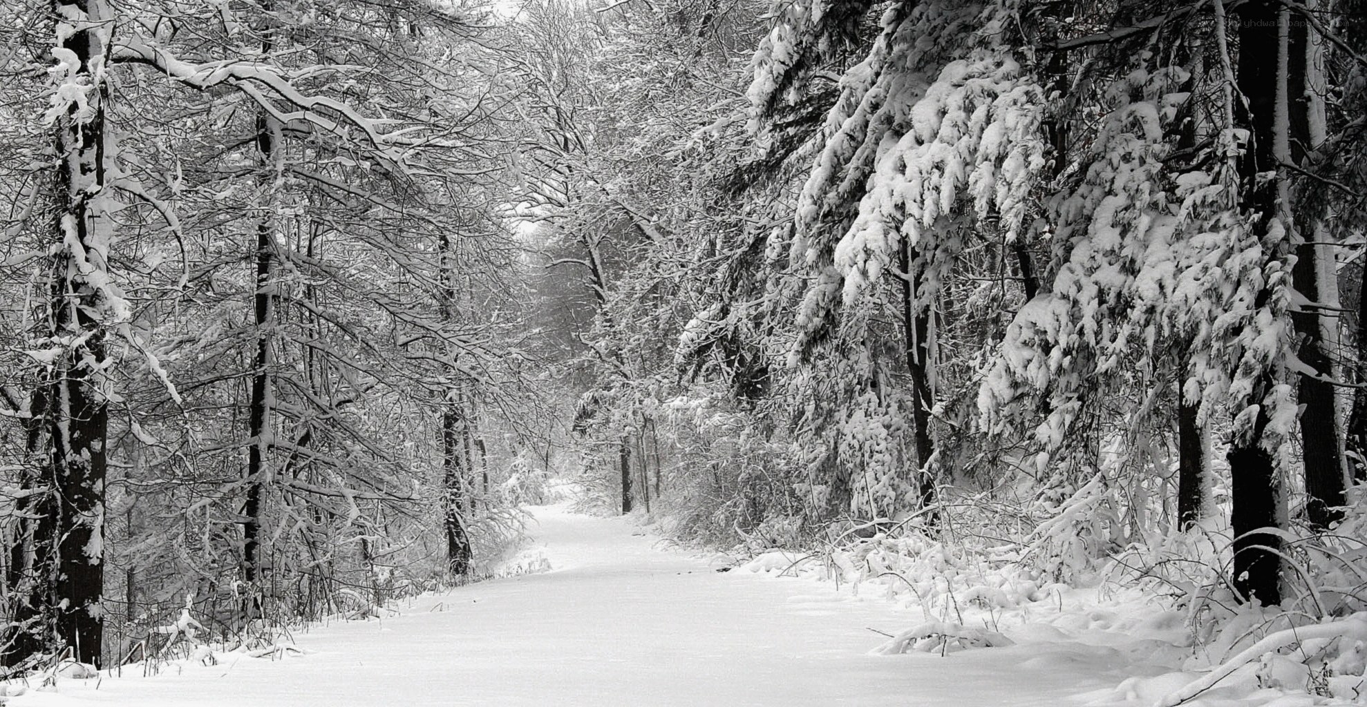 Snowy forest path