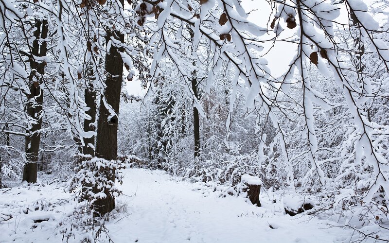 Snowy forest path