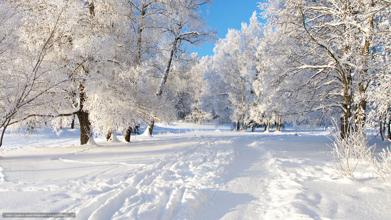 Snowy forest path