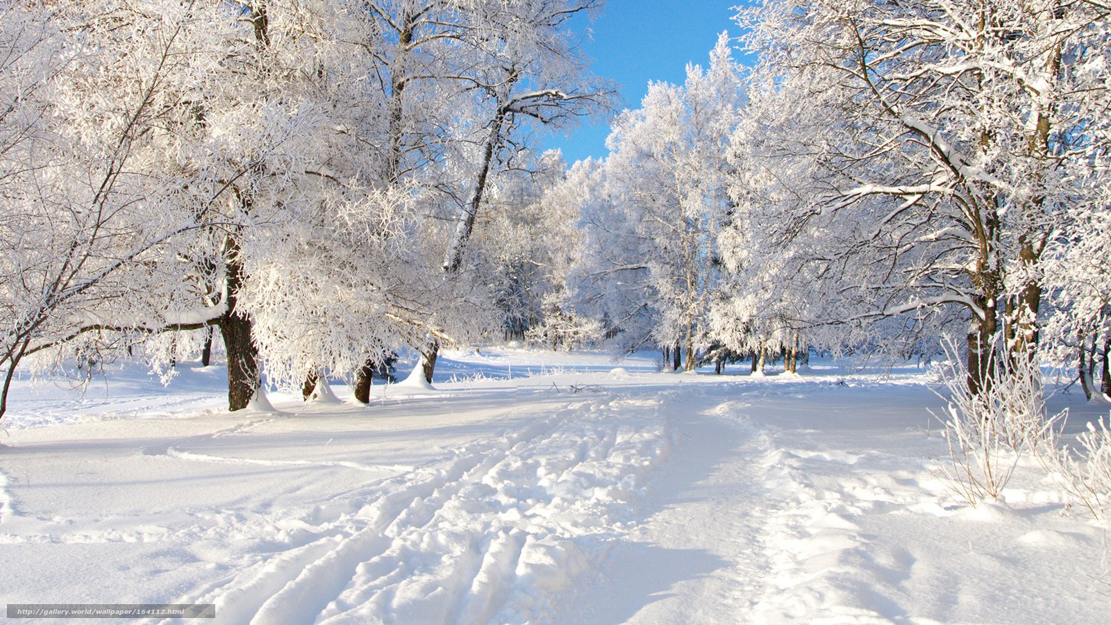 Snowy forest path