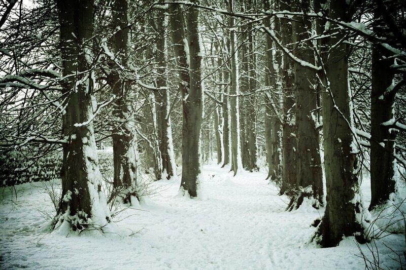 Snowy forest path