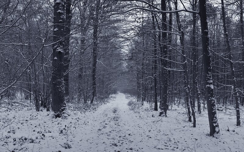 snowy forest path