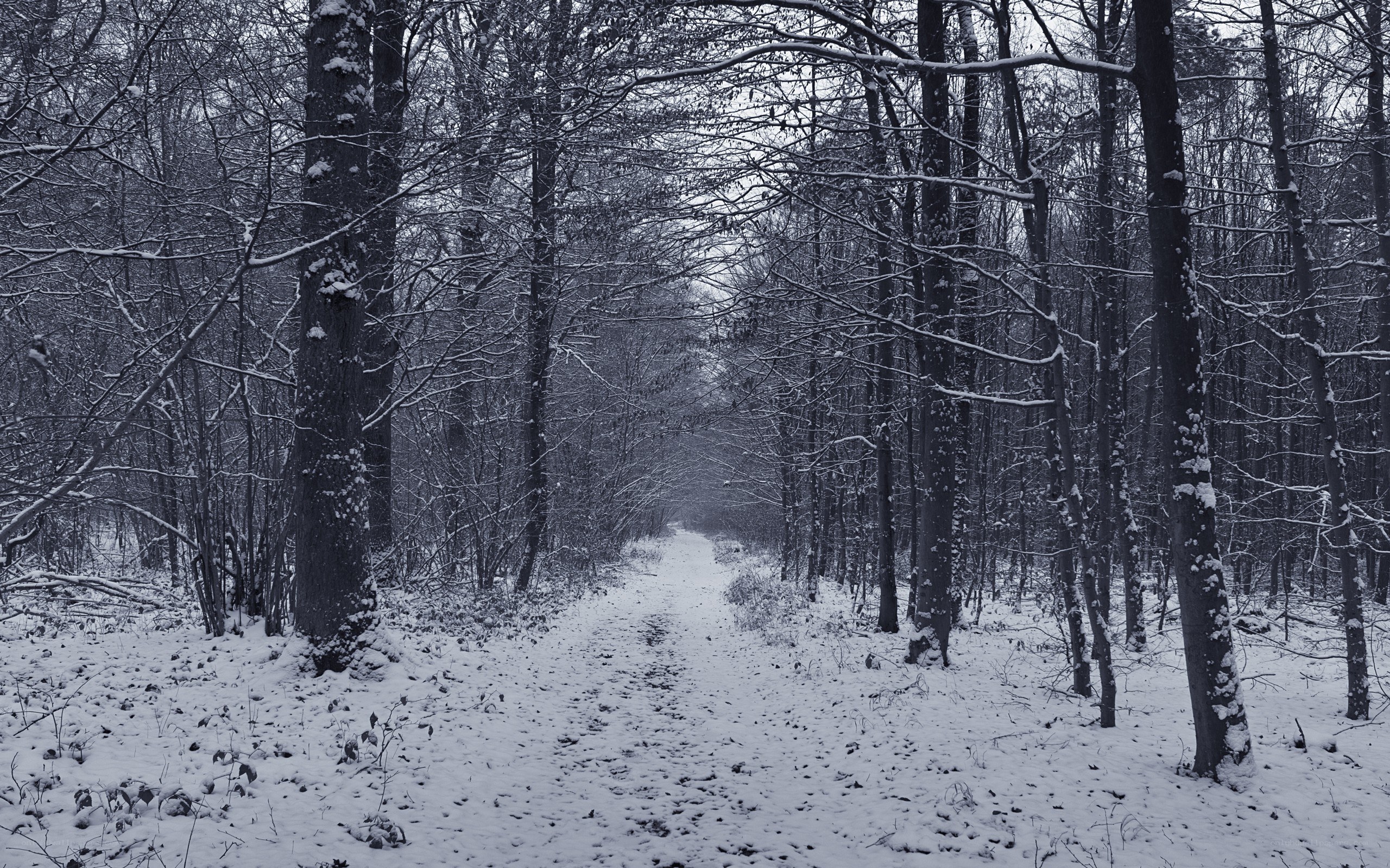 snowy forest path