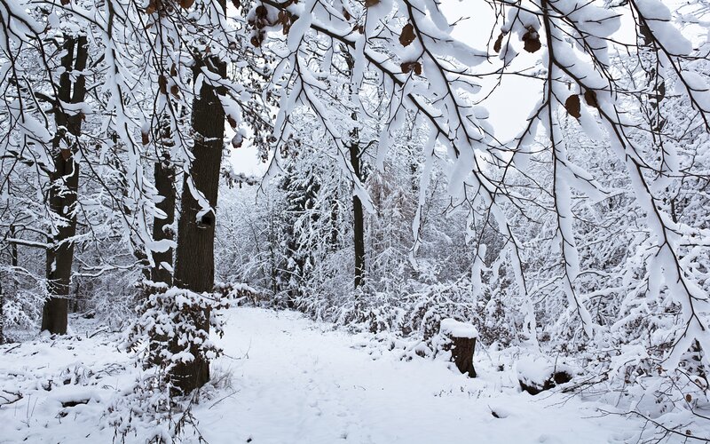 Snowy forest path