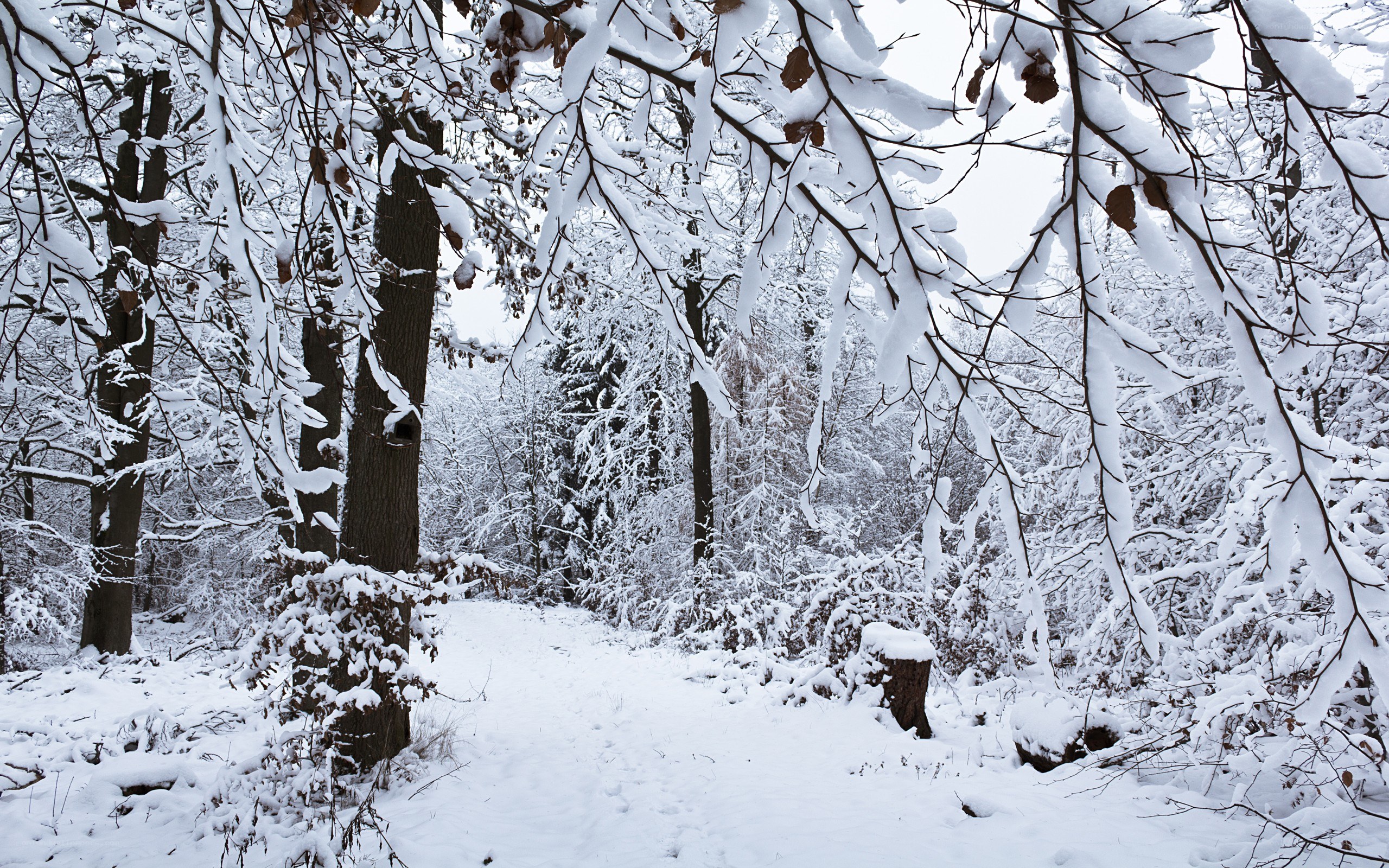 Snowy forest path