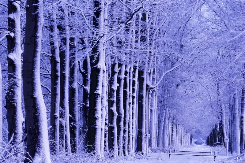 Snowy forest path