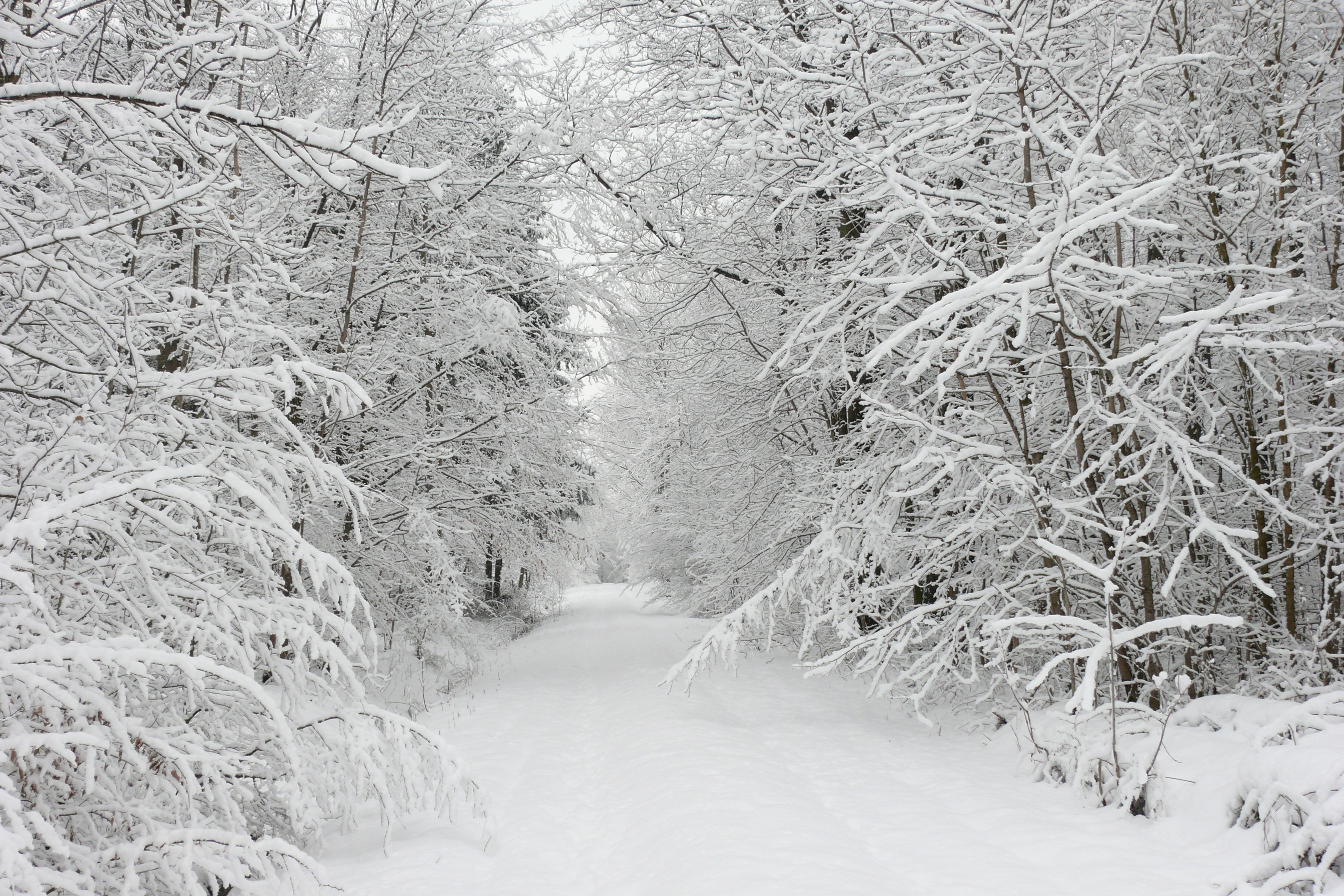 Snowy forest path