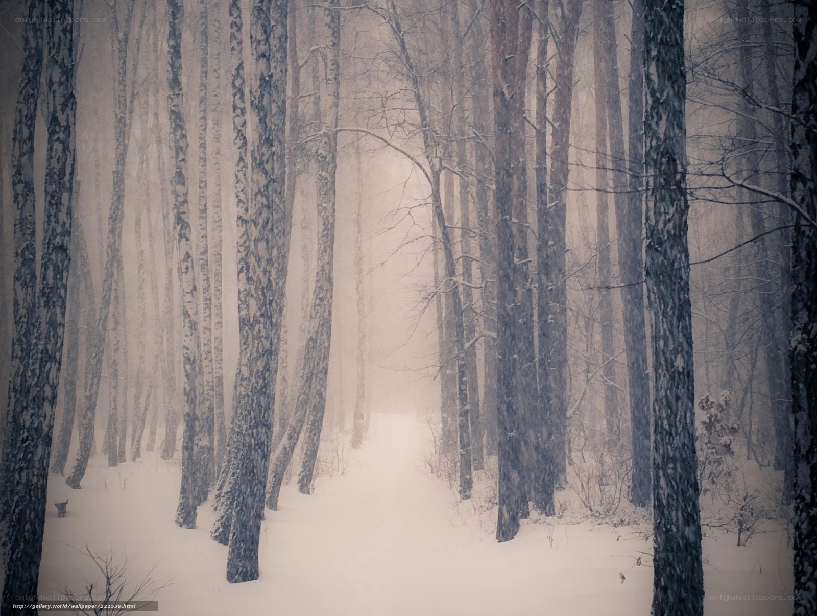 Snowy forest path