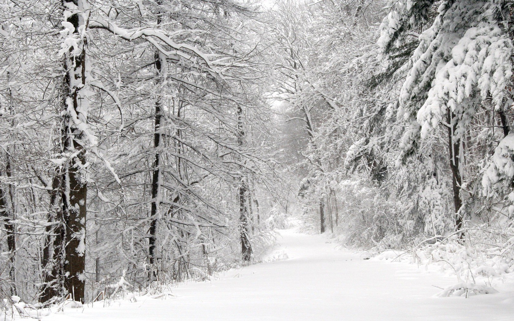 Snowy forest path
