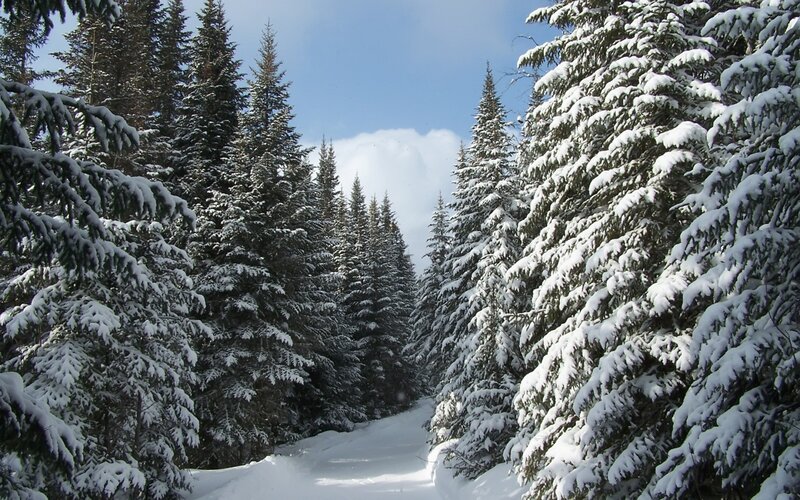 Snowy forest path
