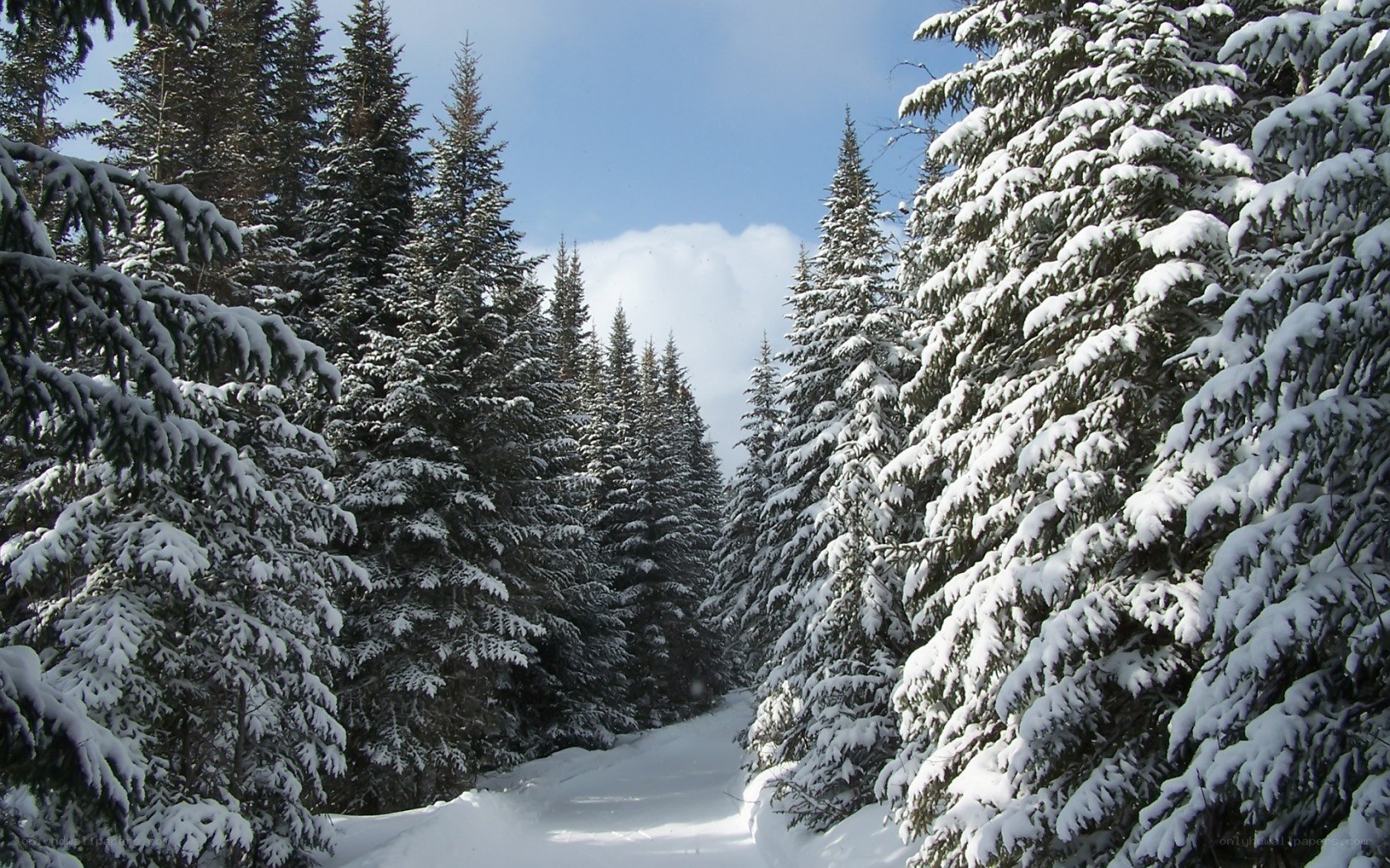 Snowy forest path