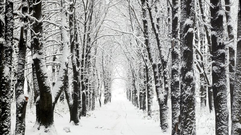 snowy forest path