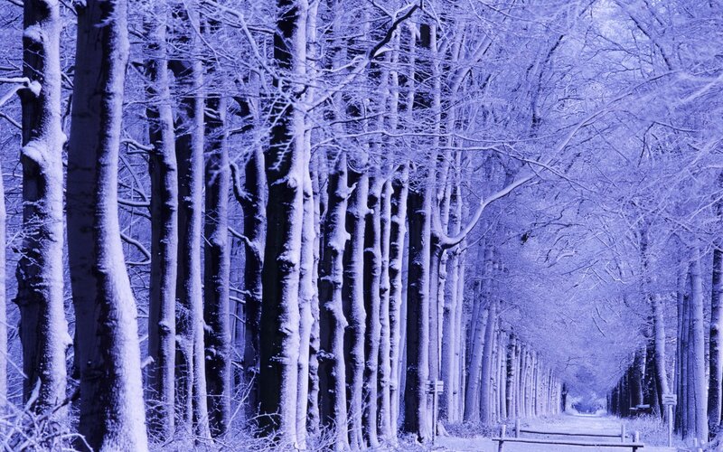 Snowy forest path