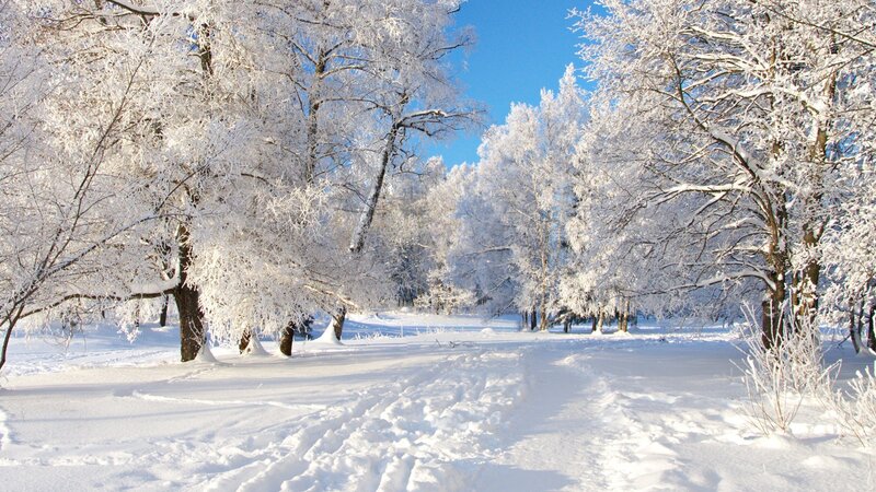 Snowy forest path