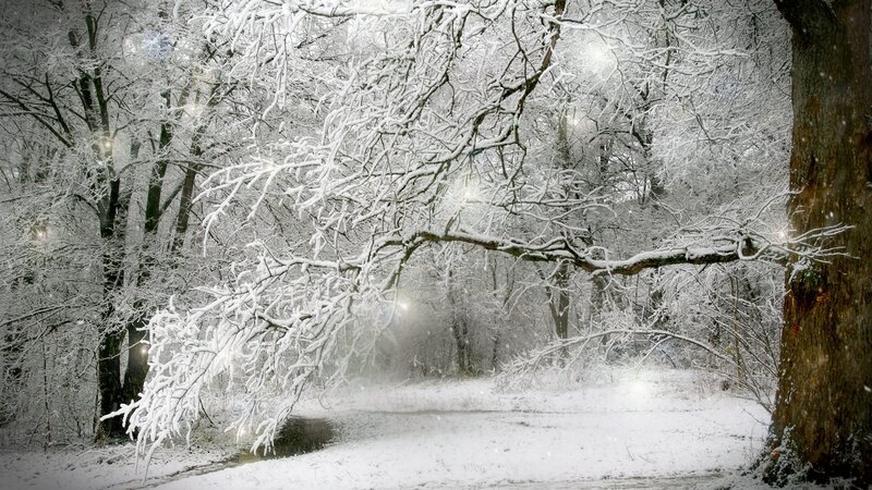 snowy forest path