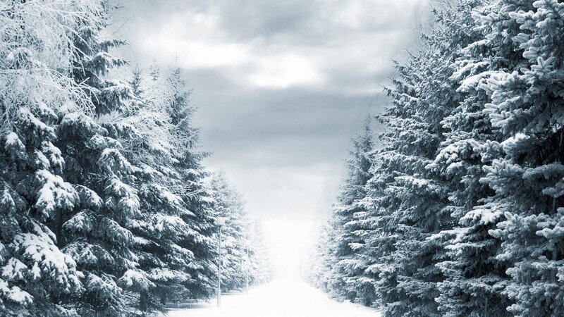 snowy forest path