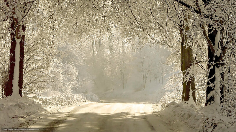 Snowy forest path