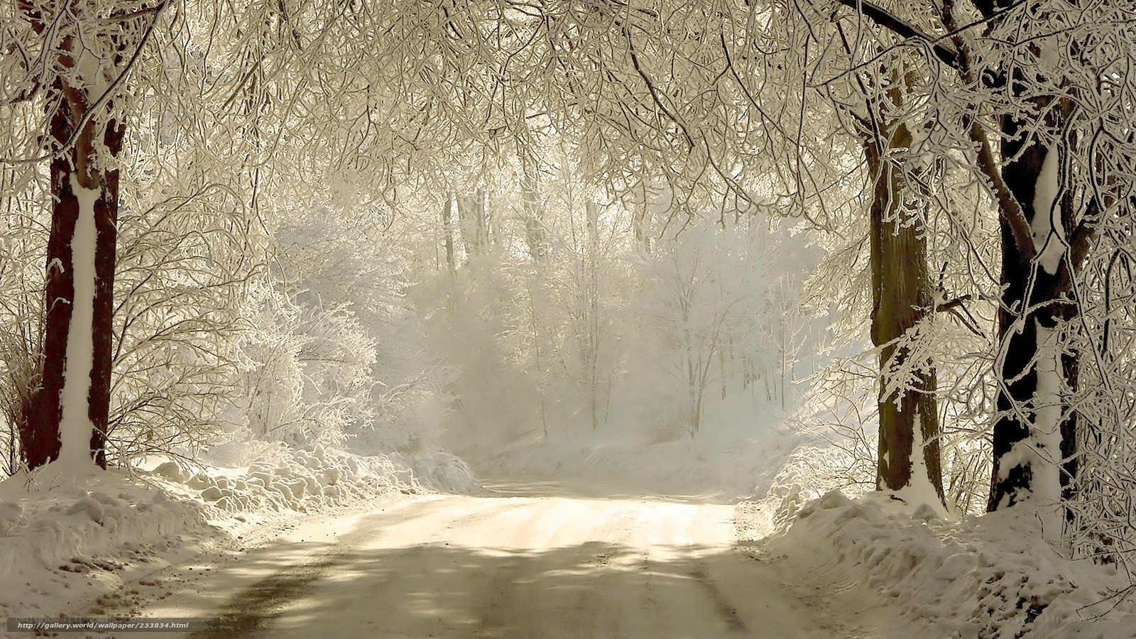 Snowy forest path